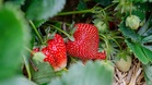 Spanish strawberries among EU's least pesticide-contaminated