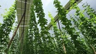 Can agri-PV save Bavaria's hop gardens? 'Solar hats' help fight climate crisis