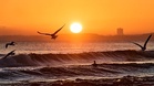 'Sea cannibal' spreads across the Baltic, threatening native species