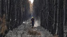Europe's wildfires update: two helicopters collide while battling fire in Greece