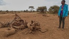 Mysterious elephant deaths in Kenya leave experts searching for answers
