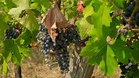 Grape harvest in Hungary's Villány wine region down 30% due to drought