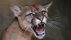 Residents in northern Poland told to be cautious after reports of possible puma in area