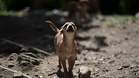 "In our country, abandonment is normalised": pets still left behind