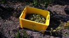 Champagne harvest starts early in France as heatwave speeds ripening