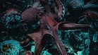 ‘A formidable predator’: Italian scientists relying on octopuses to get blue crab populations in check
