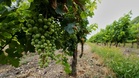 'Charred' body found in vineyard in southern France identified as influencer Sonia Bellina