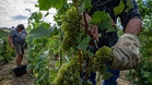 Champagne harvest: why picking begins as early as mid-August