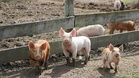 Man lived with pig kidney for nine months before human transplant