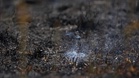 Underground fire: Blaze in German lignite mine cannot be extinguished