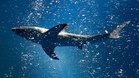 ‘Lost’ shark draws over a million curious visitors in South Korea
