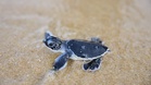 Tiny turtles take their first steps towards the sea