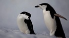 Antarctic penguins emit up to 7 million tonnes of methane a year, study finds