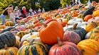 Belgium: Pumpkimania festival takes over Groot-Bijgaarden Castle
