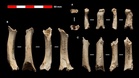 Neanderthal remains dating back 46,000 years identified in Abauntz cave, Navarra