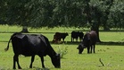 France confirms first human case of Shamonda virus, previously found only in animals