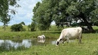 First human case of cattle virus Shamonda: How worried should Europe be? EU agency explains