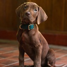 Meet the real dog playing Scooby-Doo in Netflix’s ‘Scooby-Doo: Origins’