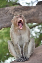 When Monkeys Strike Back The Hidden Costs of Retaliation