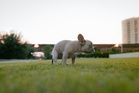 Is Malaysia about to fine you RM3,000 for dog poop?