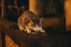 Opinion | Feeding Strays Isn’t Compassion. It’s Chaos
