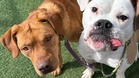 Rescue dog vanishes on a walk: volunteers have a genius idea to bring him home