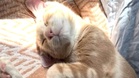 Kitten with neurological disorder finds no takers, until a kind soul comes to his rescue
