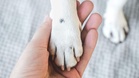 Dog 'falls from the sky' after being thrown from a first-floor window