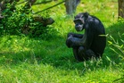 Great apes: what we know about their cognition, cooperation and curiosity after two decades of research