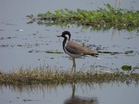 PM Modi expresses joy as Jai Prakash Narayan Bird Sanctuary becomes India's 100th Ramsar site