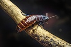 Australian cockroach kingpin caught with 1,00,000 illegal insects in record bug bust