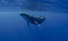 Scientists Have Been Tracking This Whale for 40 Years and Still Don’t Know Its Species