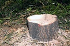 Barnala: 5 months on, century-old neem tree felling case sees no legal action