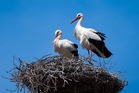 White storks: why introducing non-native species in rewilding projects can be a good idea