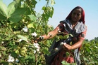 Cotton acreage in Haryana hits 7-year low as farmers shift to other crops