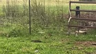 Farmer spots dog circling a shed and is stunned by what she's hiding inside