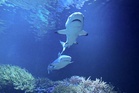 Diver dies in shark attack in south-western Australia