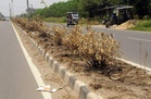 Environmentalists seek probe after saplings burnt in two blazes
