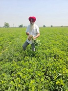 Retired Kapurthala teacher leads groundnut revival, offers water-saving alternative to spring maize