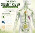 The body’s silent river: Understanding the lymphatic system