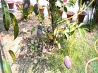 Ayodhya farmer grows world's most expensive mango in home garden