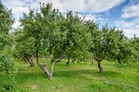 High temps, low humidity can deter fruit devp: Ludhiana agri varsity experts
