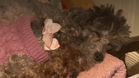 Charity issues appeal after 34 Poodles rescued from house in Epsom Downs