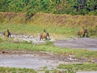 Assam's 1st dedicated Grass Nursery inaugurated in Manas National Park