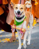 Aloka the Peace Dog returns to India, wins hearts online