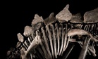 A Rancher Found Strange Bones on His Land, Years Later They Uncovered a 38-Foot T. rex Worth Up to $30 Million