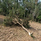Himachal: Crop ravaged by tuskers, no safety net for farmers