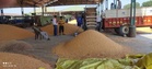 Maize procurement halted amid dispute between buyers, commission agents