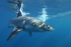 Great white shark caught on underwater footage during Mediterranean clean-up