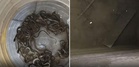 Caught on camera: 27 baby snakes found crawling inside family’s water tank in Haridwar village